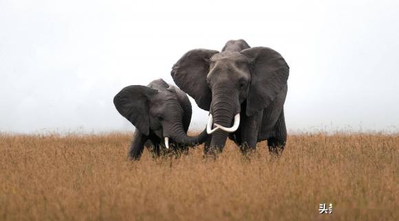 Lợn có rất nhiều thịt nên chúng ta nuôi lợn để ăn thịt, vậy tại sao không nuôi voi để ăn thịt?