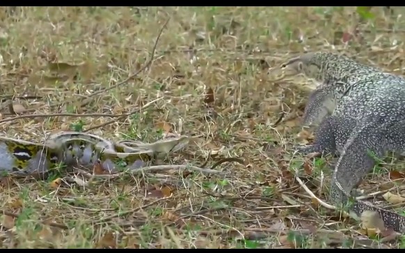 CLIP: Cuộc chạm trán kịch tính giữa trăn vua và kỳ đà, kẻ nào là kẻ chiến thắng