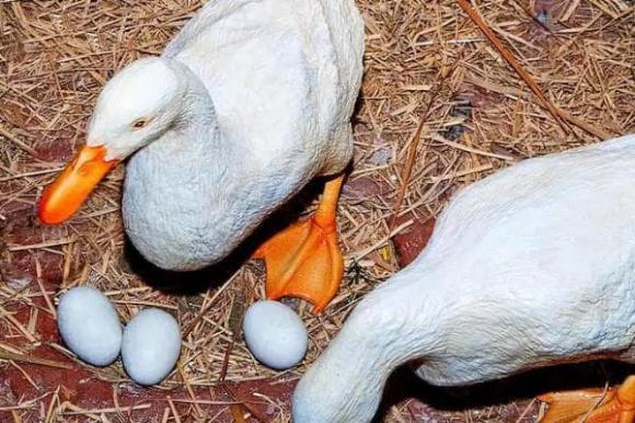 Có rất nhiều người ăn ngỗng nhưng tại sao lại ít người quan tâm đến trứng ngỗng? Nó không thơm hay quá đắt?