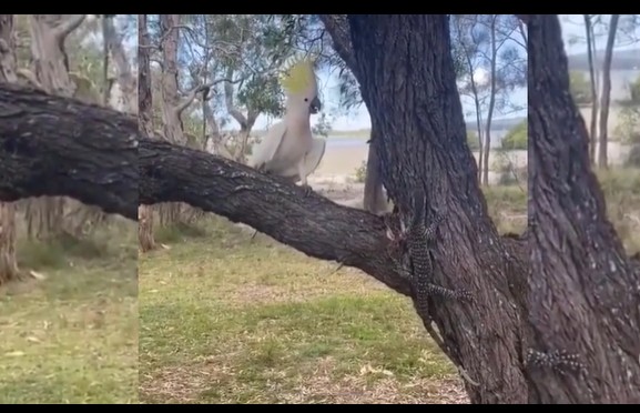 CLIP: Cuộc đại chiến trên thân cây, vẹt trắng đối đầu với kỳ đà và cái kết bất ngờ