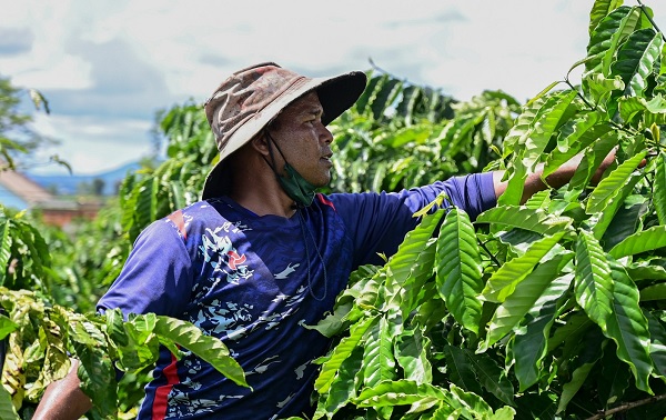 Việt Nam thí điểm thành công hệ thống dữ liệu rừng và vùng trồng cà phê