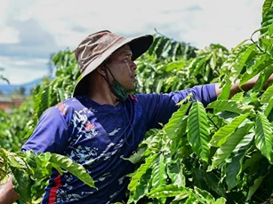 Việt Nam thí điểm thành công hệ thống dữ liệu rừng và vùng trồng cà phê