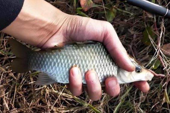 Một loài sống trên cạn, một loài sống dưới nước, vậy tại sao cá lại thích ăn giun đất?