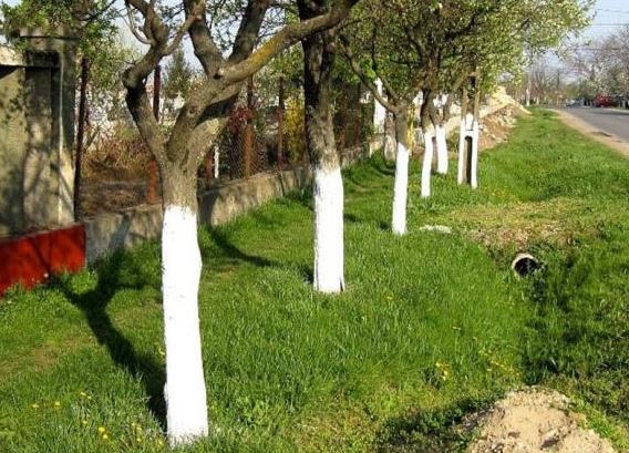 Bạn có biết tại sao thân cây thường được sơn màu trắng? Câu hỏi tưởng dễ nhưng ít ai trả lời đúng