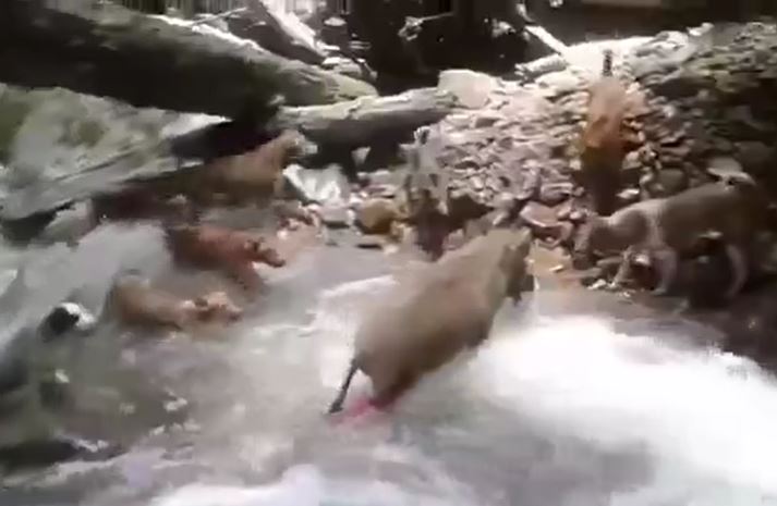 CLIP: Đàn chó nhà đồn lợn rừng vào đường cùng và cái kết gây chú ý