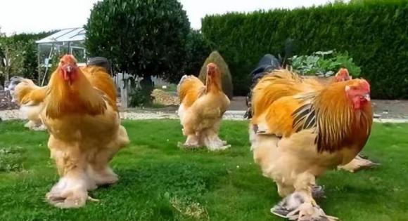 B&#x1EA1;n &#x111;&#xE3; bao gi&#x1EDD; nh&#xEC;n th&#x1EA5;y m&#x1ED9;t con g&#xE0; cao t&#x1EDB;i 1,2 m&#xE9;t ch&#x1B0;a, l&#x1EDB;n t&#x1EDB;i m&#x1EE9;c kh&#xF4;ng th&#x1EC3; h&#x1EA7;m trong n&#x1ED3;i! Nu&#xF4;i m&#x1ED9;t con c&#xF3; th&#x1EC3; &#x27;&#x103;n c&#x1EA3; n&#x103;m&#x27;