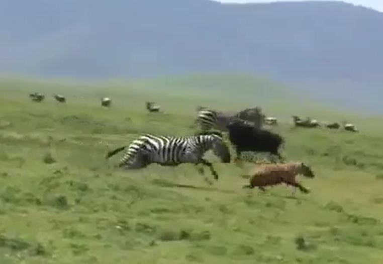 CLIP: Phát hiện linh cẩu lởn vởn với ý định xẩu, ngựa vằn đuổi kẻ săn mồi chạy 'té khói'