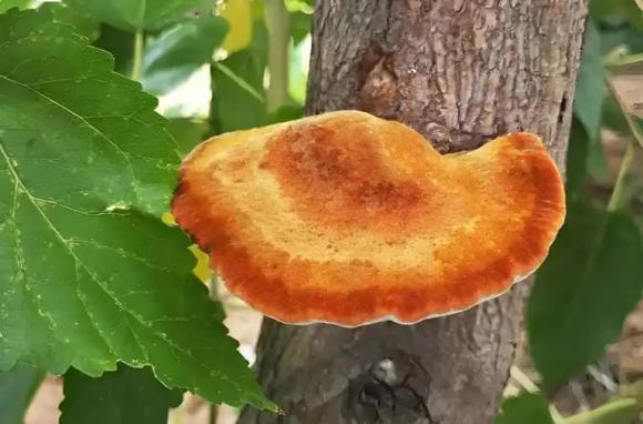 Phellinus linteus, được mệnh danh là “Vua chống ung thư”, nó có thực sự đáng giá hơn 3 triệu đồng/1kg