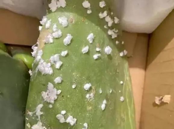 Nó là loài ký sinh trên cây xương rồng, được ví như 'mỏ vàng', có giá gần 200 triệu/kg