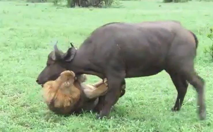 CLIP: Sư tử đực hóa 'anh trai vượt ngàn chông gai', một mình lao vào tấn công đàn trâu rừng rồi 'xử đẹp' con mồi trong tích tắc