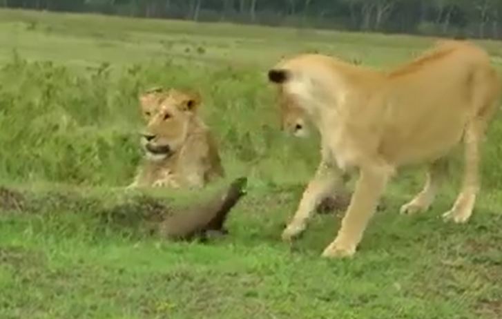 CLIP: C&#x1EA7;y mangut li&#x1EC1;u m&#xEC;nh &#x27;c&#xE0; kh&#x1ECB;a&#x27; b&#x1EA7;y s&#x1B0; t&#x1EED; r&#x1ED3;i nh&#x1EAD;n c&#xE1;i k&#x1EBF;t kh&#xF4;ng ai &#x111;o&#xE1;n n&#x1ED5;i