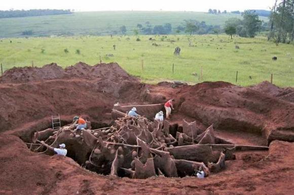 Kiến thông minh đến mức nào? Các nhà khoa học đổ 10 tấn xi măng vào tổ kiến, sau khi đào ra, họ phát hiện ra một “đế chế dưới lòng đất” sâu 8m