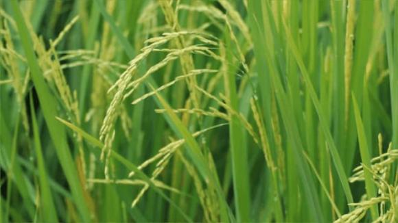 'Viên kim cương' trong thế giới gạo - loại gạo đắt nhất thế giới gần 3 triệu đồng/cân, chỉ người giàu mới dám ăn