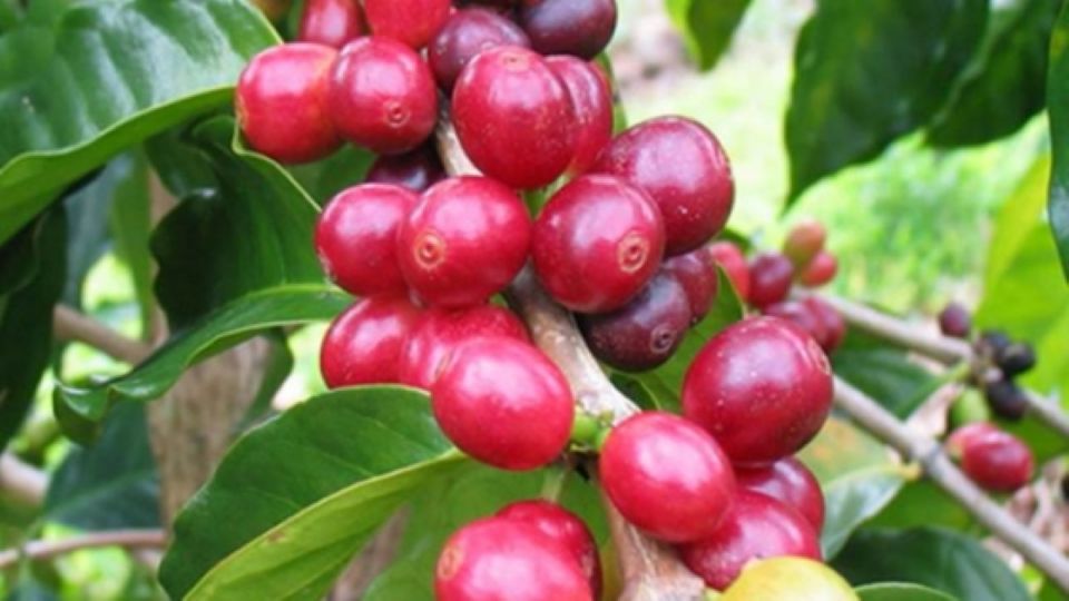 Giá nông sản ngày 18/12/2024: Cà phê tăng nhẹ, hồ tiêu vẫn giữ mức cao