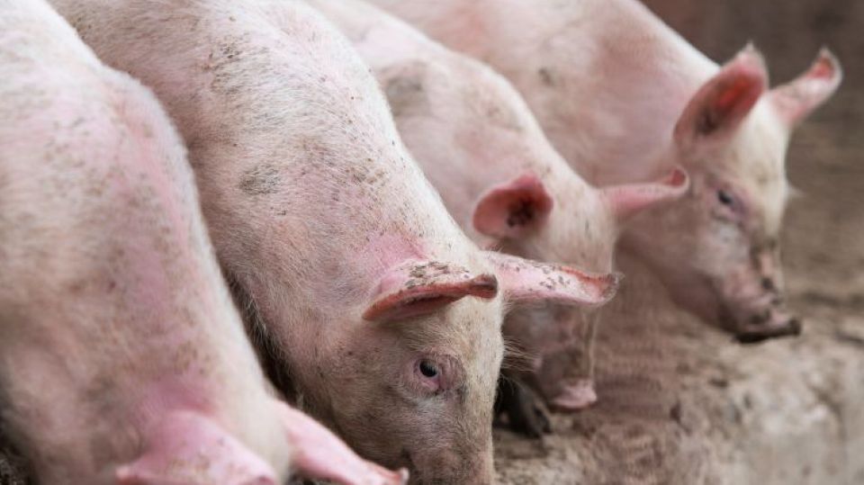 Giá heo hơi ngày 19/12/2024: Miền Bắc và miền Trung tiếp tục tăng giá