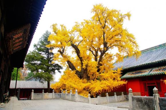 Tại sao người xưa có câu: 'Dại xây nhà hướng Tây, ngốc mua đất cạnh chùa'?