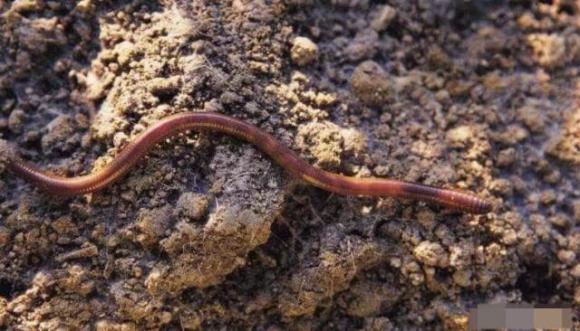 Vì sao sau mưa lớn giun đất lại bò ra nhiều như vậy?