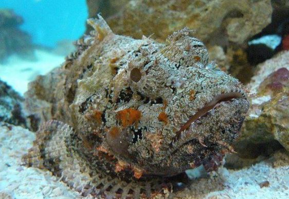 Loài vật có cách ‘ân ái’ rùng rợn nhất thế giới: Ngoại hình gây ám ảnh, là ‘chúa tể nọc độc'