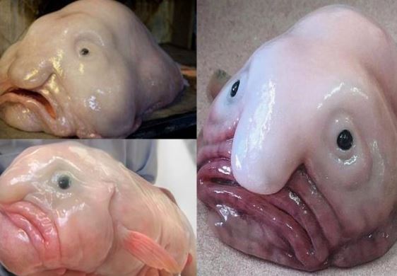 Khám phá loài động vật xấu xí nhất thế giới, chỉ nhìn 1 lần cũng gây ám ảnh cả đời