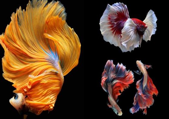 Việt Nam sở hữu loại cá chọi đắt bậc nhất thế giới, vẻ ngoài đẹp không thể rời mắt, vô cùng hiếu chiến