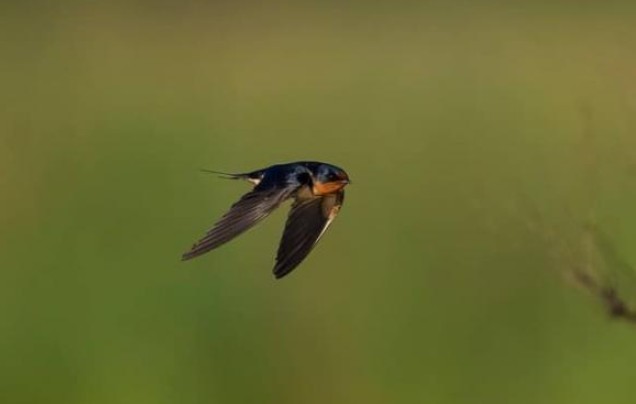 Cổ nhân nói: 'Nhà có 6 con vật này đến, gia chủ tài lộc dồi dào, con cháu đời đời phú quý', 6 con vật đó là gì?