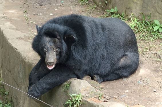 Việt Nam có loài vật quý hiếm thuộc Sách đỏ thế giới, được bảo vệ cấp độ cao, mua bán có thể ngồi tù