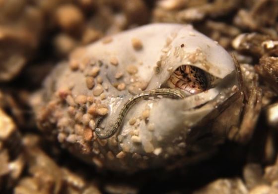 4 loài tưởng tuyệt chủng bỗng trở lại đầy bí ẩn: Số 2 ‘hồi sinh’ kỳ diệu ở Việt Nam, chấn động cả thế giới