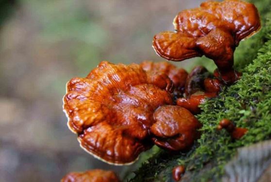 Việt Nam sở hữu loại thảo dược đặc biệt quý hiếm: Người giàu săn lùng ráo riết, có tiền cũng khó mua