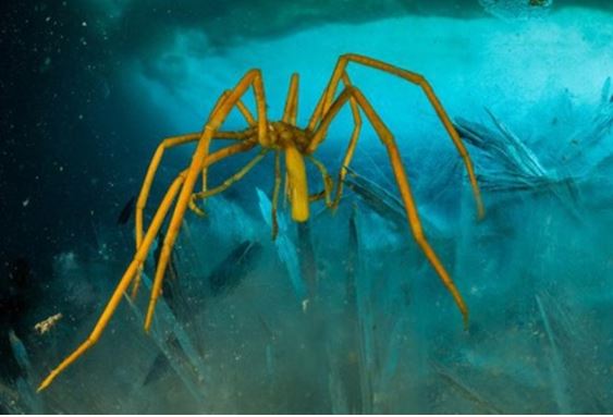 Sinh vật bí ẩn nhất dưới đáy đại dương: Xuất hiện từ thời cổ xưa, có khả năng thần kỳ gây chấn động