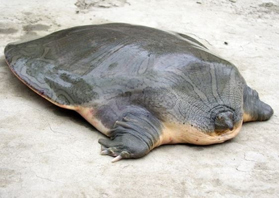 Những lần thủy quái xuất hiện ở Việt Nam: Người Pháp từng bắt gặp, có loài đến nay vẫn còn tồn tại?