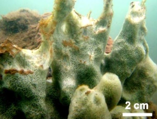 Sinh vật kỳ bí ẩn dấu dưới đáy biển sâu của Việt Nam khiến giới khoa học sửng sốt khi phát hiện ra