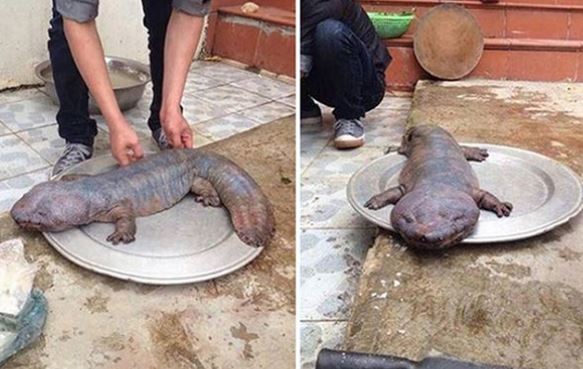 Việt Nam từng xuất hiện loạt 'dị thú' độc nhất vô nhị khiến thế giới sởn da gà: Số 1 nhìn là ám ảnh