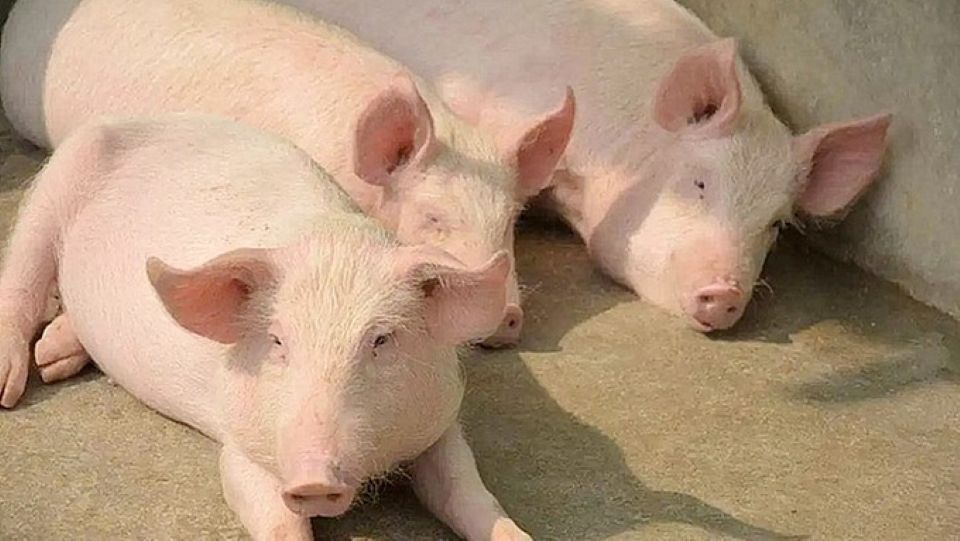 Giá heo hơi ngày 20/12/2024: Miền Bắc tăng nhẹ, đạt 67.000 đồng/kg 