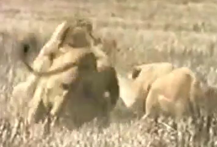 CLIP: Bị linh cẩu cướp đồ ăn, sư tử có hành động khiến kẻ địch 'sợ tới già'