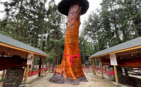 Ông cụ có 3 cây 'gỗ nhả vàng' được định giá đến 1.000 tỷ đồng nhưng muốn bán cũng khó vì lý do này