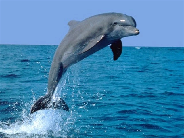 dolphin-1700916880.jpg