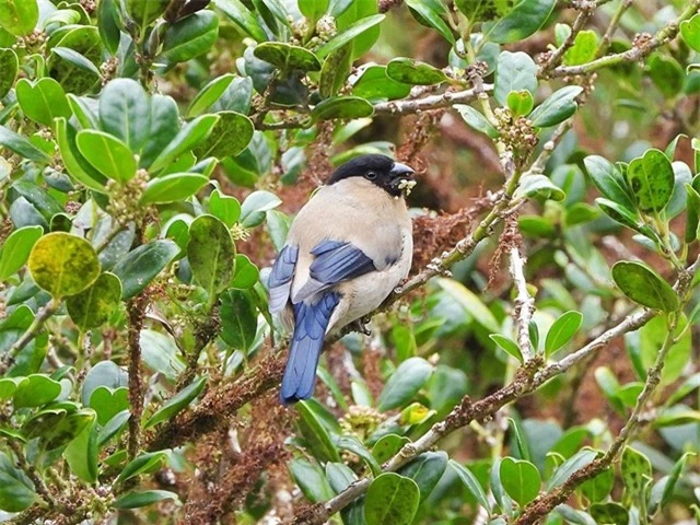 azores-bullfinch_apr_web (1)