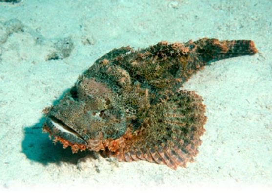 Việt Nam có loài cá được mệnh danh 'hung thần siêu độc' nhưng lên bàn ăn lại có giá gần 2 triệu đồng