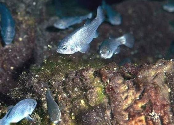 Loài cá cực kì quý hiếm chỉ còn 38 con trên thế giới: Mỗi lần chỉ đẻ 1 quả trứng, sống ở nơi khắc nghiệt nhất