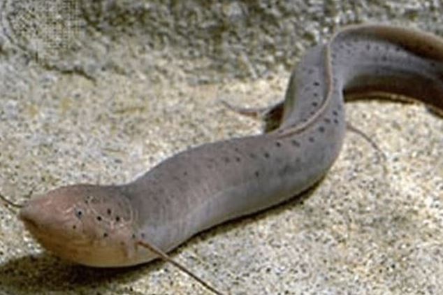 Loài cá duy nhất sống ở trên sa mạc khô cằn: 4 năm không ăn uống vẫn sống, được gọi ‘hóa thạch sống’