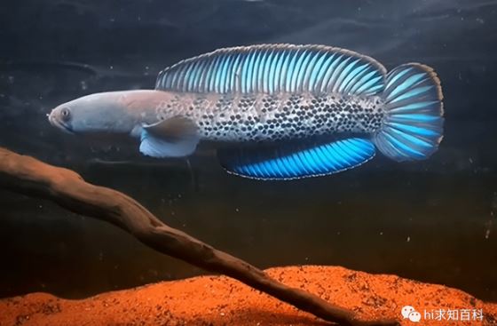 B&#xED; &#x1EA9;n lo&#xE0;i c&#xE1; c&#xF3; kh&#x1EA3; n&#x103;ng th&#xED;ch nghi k&#xEC; di&#x1EC7;u: S&#x1ED1;ng &#x111;&#x1B0;&#x1EE3;c &#x1EDF; c&#x1EA3; n&#x1A1;i l&#x1EA1;nh nh&#x1EA5;t v&#xE0; n&#xF3;ng nh&#x1EA5;t th&#x1EBF; gi&#x1EDB;i