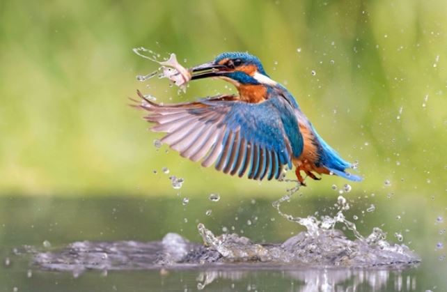 Loài chim có thể lặn dưới nước với vận tốc 40km/h mà không bị tổn thương não, được ví như những ‘thợ lặn khéo léo’