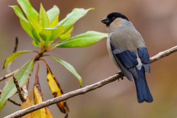 Một trong những loài chim có nguy cơ tuyệt chủng cao nhất đang hồi phục diệu kì, là ‘kẻ thù’ của nhà nông