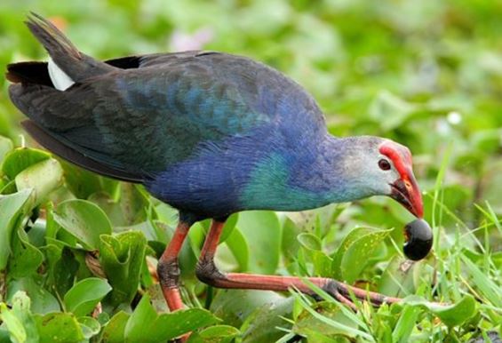 Loài chim nóng tính nhất Việt Nam: Canh nhà dữ tợn không thua chó, múa đẹp nhưng đá cực hiểm