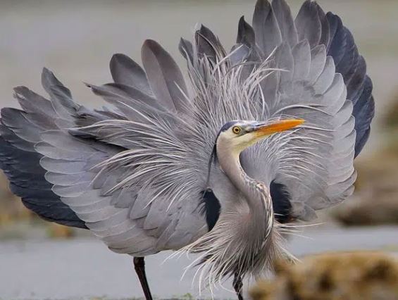 Loài chim được mệnh danh là ‘sát thủ’ săn mồi cá mập, có thể nuốt chửng cá sấu?