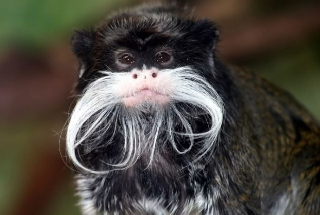 Những loài động vật có râu độc lạ nhất thế giới và đặc tính bảo vệ bản thân khỏi những nguy hiểm