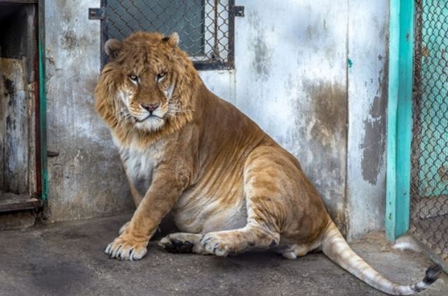 5 loài động vật lai kì lạ nhất thế giới: Con lai của khỉ vòi và voọc bạc trông sẽ như thế nào?