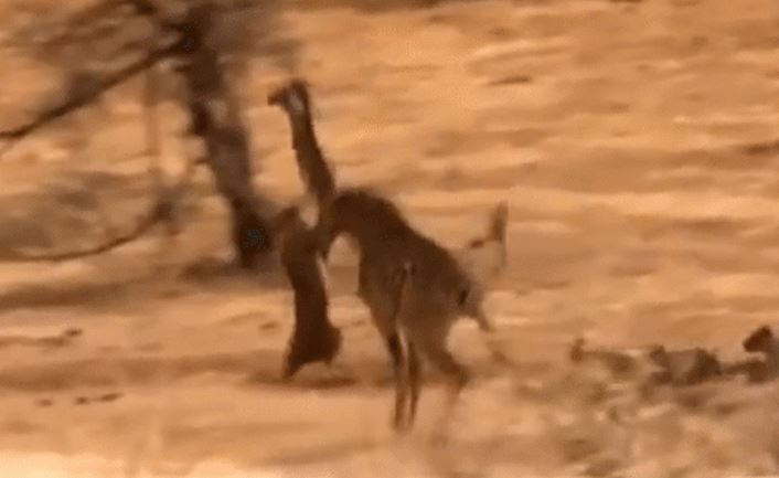 CLIP: Bị 5 con sư tử truy sát, hươu cao cổ đá 'rớt hàm' kẻ đi săn