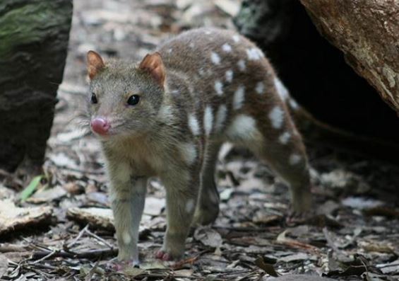 Loài vật có cách ân ái bạo lực nhất thế giới: Bỏ mạng sau khi 'mây mưa', ớn lạnh vì tiếng gào rú