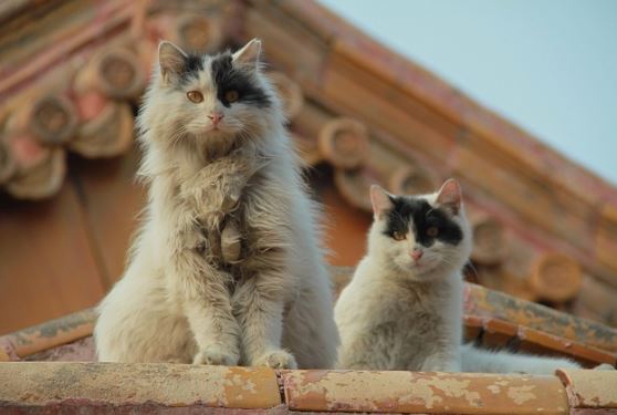 Xuất thân đặc biệt của đội an ninh hơn 200 'thị vệ' ở Tử Cấm Thành chuyên canh giữ bảo vật